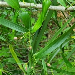 Eustrephus latifolius at Copmanhurst, NSW - suppressed