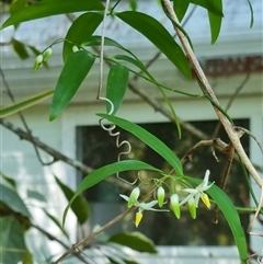 Geitonoplesium cymosum at Copmanhurst, NSW - 22 Jan 2025 by MazzV