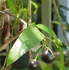 Geitonoplesium cymosum at suppressed - suppressed