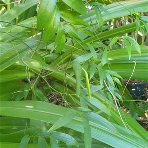 Geitonoplesium cymosum at suppressed - suppressed
