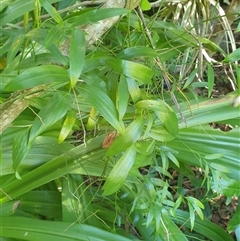 Geitonoplesium cymosum at suppressed - suppressed