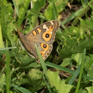 Junonia villida (Meadow Argus) at Weston, ACT - 17 Feb 2025 by AlisonMilton