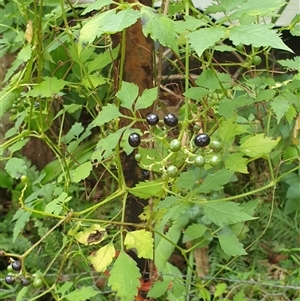 Causonis clematidea at Copmanhurst, NSW - suppressed