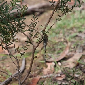 Anax papuensis at Alpine, NSW - 18 Feb 2025 11:39 AM