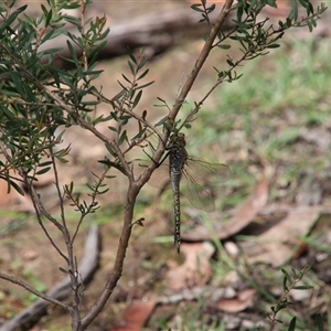 Anax papuensis (Australian Emperor) at Alpine, NSW - 18 Feb 2025 by JanHartog