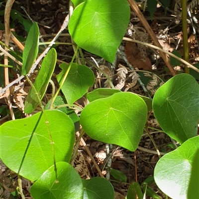 Stephania japonica var. discolor (Snake Vine) at Copmanhurst, NSW - Yesterday by MazzV