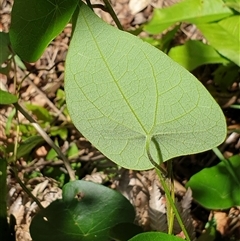 Stephania japonica var. discolor at suppressed - suppressed