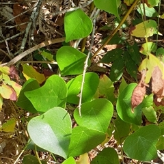 Stephania japonica var. discolor at Copmanhurst, NSW - suppressed