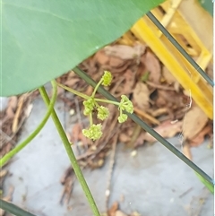 Stephania japonica var. discolor at suppressed - suppressed