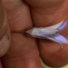 Wahlenbergia sp. at Whitlam, ACT - 26 Oct 2024 by AlisonMilton