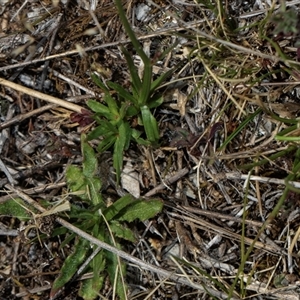 Wahlenbergia capillaris at Whitlam, ACT - 26 Oct 2024 11:25 AM