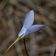 Wahlenbergia capillaris at Whitlam, ACT - 26 Oct 2024 11:25 AM