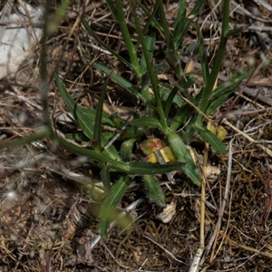 Wahlenbergia capillaris at Whitlam, ACT - 26 Oct 2024 11:25 AM