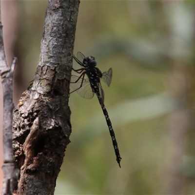 Austroaeschna multipunctata at Alpine, NSW - 8 Feb 2025 by JanHartog