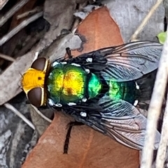 Amenia sp. (genus) (Yellow-headed Blowfly) at Bonny Hills, NSW - 21 Feb 2025 by pls047