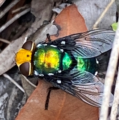 Amenia sp. (genus) (Yellow-headed Blowfly) at Bonny Hills, NSW - 21 Feb 2025 by pls047