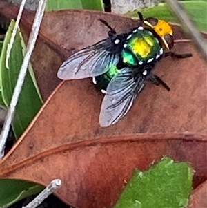 Amenia sp. (genus) at Bonny Hills, NSW - suppressed