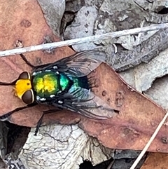 Amenia sp. (genus) at Bonny Hills, NSW - suppressed