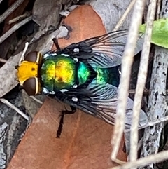 Amenia sp. (genus) at Bonny Hills, NSW - suppressed