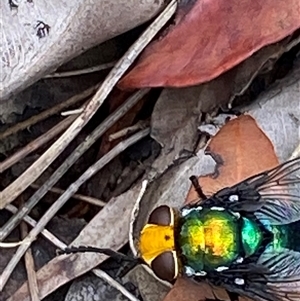 Amenia sp. (genus) at Bonny Hills, NSW - suppressed