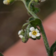 Hackelia suaveolens (Sweet Hounds Tongue) at Whitlam, ACT - 26 Oct 2024 by AlisonMilton