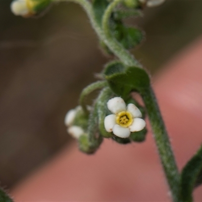 Hackelia suaveolens (Sweet Hounds Tongue) at Whitlam, ACT - 26 Oct 2024 by AlisonMilton