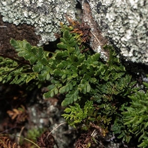 Cheilanthes austrotenuifolia (Rock Fern) at Whitlam, ACT - 26 Oct 2024 by AlisonMilton