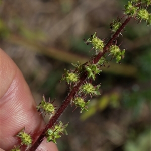 Acaena echinata at Whitlam, ACT - 26 Oct 2024 11:24 AM