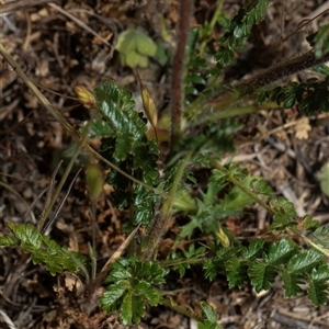 Acaena echinata at Whitlam, ACT - 26 Oct 2024 11:24 AM