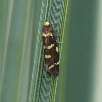 Lepidoscia confluens (A Case moth) at Braemar, NSW - 20 Feb 2025 by Curiosity