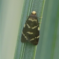 Lepidoscia confluens at Braemar, NSW - 20 Feb 2025 12:57 PM