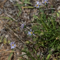 Vittadinia muelleri (Narrow-leafed New Holland Daisy) at Whitlam, ACT - 26 Oct 2024 by AlisonMilton