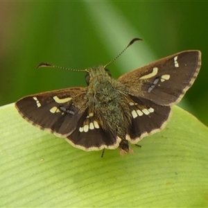 Dispar compacta at Braemar, NSW - Yesterday by Curiosity