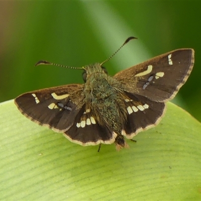 Dispar compacta (Barred Skipper) at Braemar, NSW - 21 Feb 2025 by Curiosity