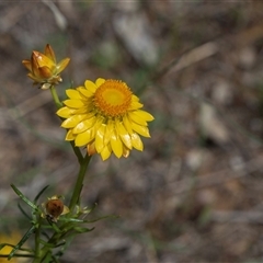 Xerochrysum viscosum (Sticky Everlasting) at Whitlam, ACT - 26 Oct 2024 by AlisonMilton