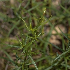 Xerochrysum viscosum at Whitlam, ACT - 26 Oct 2024 11:28 AM