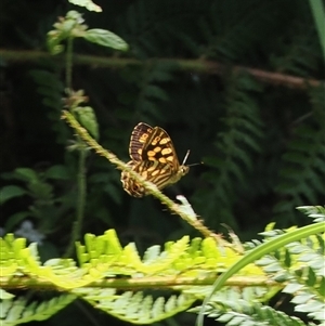 Heteronympha paradelpha at Cotter River, ACT - 4 Feb 2025 by RAllen