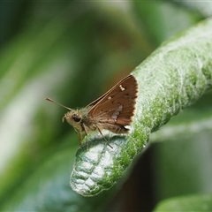 Dispar compacta (Barred Skipper) at Cotter River, ACT - 4 Feb 2025 by RAllen