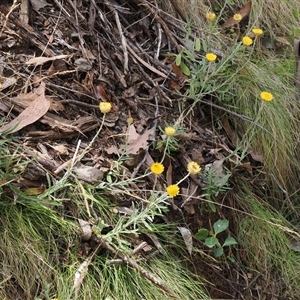 Coronidium monticola (Mountain Button Everlasting) at Cotter River, ACT - 4 Feb 2025 by RAllen