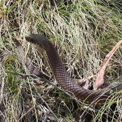 Austrelaps ramsayi (Highlands Copperhead) at Cotter River, ACT - 4 Feb 2025 by RAllen