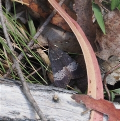 Uresiphita ornithopteralis (Tree Lucerne Moth) at Uriarra Village, ACT - 4 Feb 2025 by RAllen