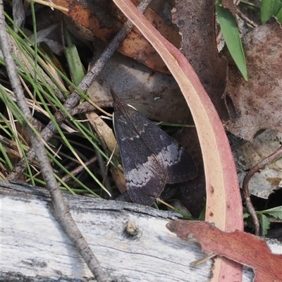 Uresiphita ornithopteralis (Tree Lucerne Moth) at Uriarra Village, ACT - 4 Feb 2025 by RAllen