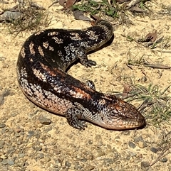 Tiliqua nigrolutea (Blotched Blue-tongue) at Mount Clear, ACT - Today by AdamHenderson