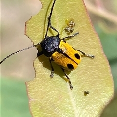 Cadmus (Cadmus) litigiosus (Leaf beetle) at Watson, ACT - 21 Feb 2025 by SteveBorkowskis