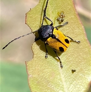 Cadmus (Cadmus) litigiosus at Watson, ACT - 21 Feb 2025 10:44 AM