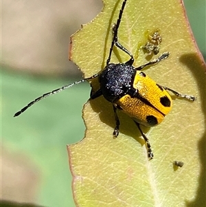 Cadmus (Cadmus) litigiosus at Watson, ACT - 21 Feb 2025 10:44 AM