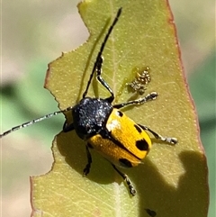 Cadmus (Cadmus) litigiosus at Watson, ACT - 21 Feb 2025 10:44 AM