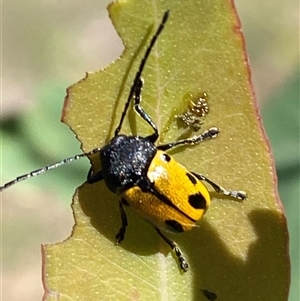 Cadmus (Cadmus) litigiosus at Watson, ACT - 21 Feb 2025 10:44 AM