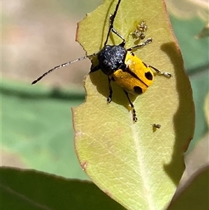 Cadmus (Cadmus) litigiosus at Watson, ACT - 21 Feb 2025 10:44 AM