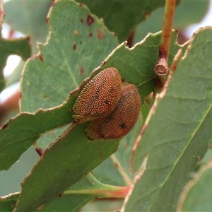 Paropsis atomaria (Eucalyptus leaf beetle) at Gundary, NSW - 10 Jan 2025 by glbn1